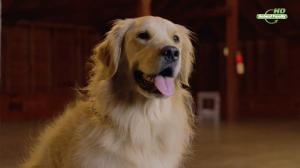 Кадры из фильма Приключения Бэйли: Рождественский герой / Adventures of Bailey: Christmas Hero (2012)