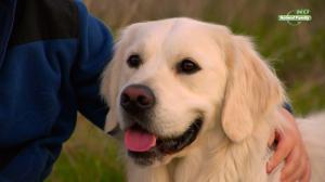 Кадры из фильма Приключения Бэйли: Рождественский герой / Adventures of Bailey: Christmas Hero (2012)