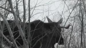 Кадры из фильма Я служу на границе (1974)