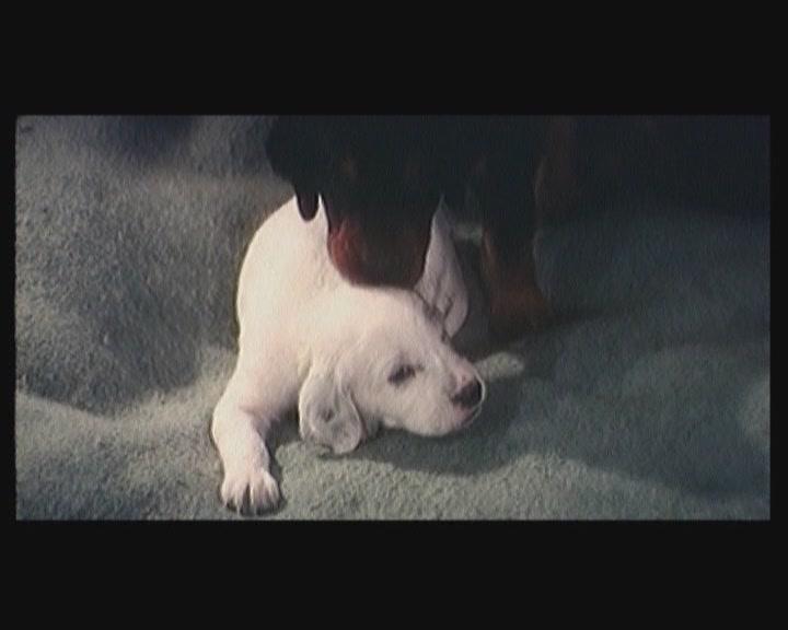 Кадр из фильма Белый Бим Черное ухо (1976)