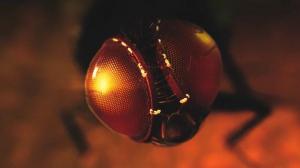 Кадры из фильма Муха / Eega (2012)