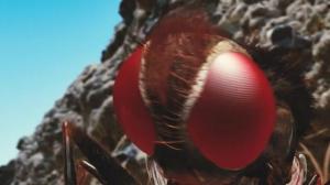 Кадры из фильма Муха / Eega (2012)