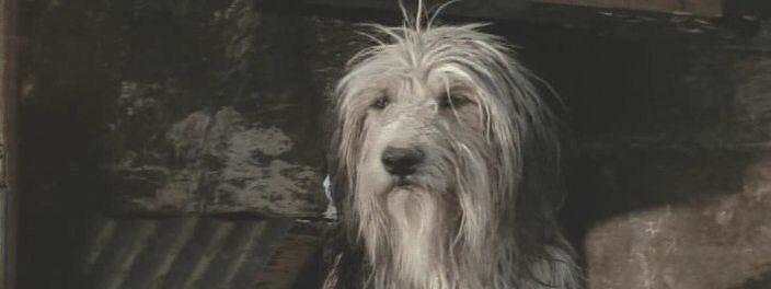 Кадр из фильма Парень и его пёс / A Boy and His Dog (1976)