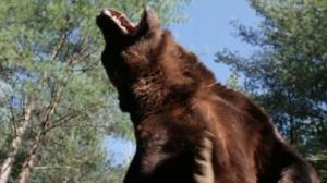 Кадры из фильма Гризли / Grizzly (1976)