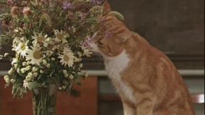 Кадры из фильма Фантазии Веснухина (1977)