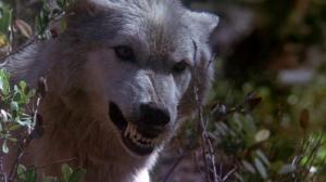 Кадры из фильма День животных / Day of the Animals (1977)
