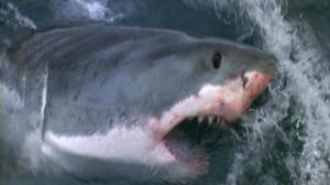 Кадры из фильма Смерть среди айсбергов / Orca: The Killer Whale (1977)