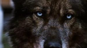 Кадры из фильма Воющий / Howling (2012)