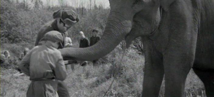 Кадр из фильма Солдат и слон (1978)