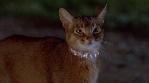 Кадры из фильма Кот из космоса / The Cat from Outer Space (1978)