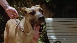 Кадры из фильма Пес дьявола: Гончая ада / Devil Dog: The Hound of Hell (1978)