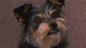 Кадры из фильма Пес-купидон / Gabe the Cupid Dog (2012)