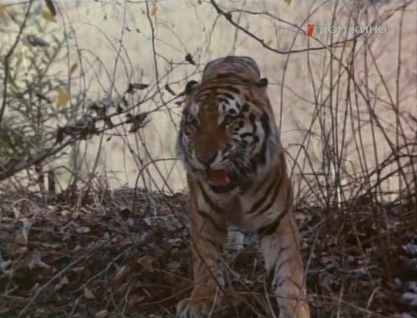 Кадр из фильма По следу властелина (1979)