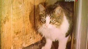 Кадры из фильма Жизнь и приключения четырех друзей (1980)