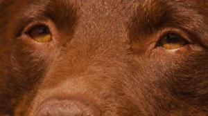Кадры из фильма Рыжий пес / Red Dog (2011)