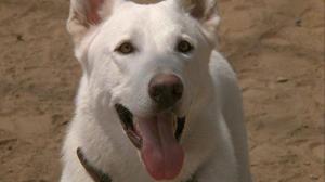 Кадры из фильма Белая собака / White Dog (1982)