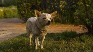 Кадры из фильма Крошка из Беверли-Хиллз 2 / Beverly Hills Chihuahua 2 (2011)