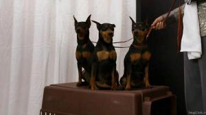 Кадры из фильма Крошка из Беверли-Хиллз 2 / Beverly Hills Chihuahua 2 (2011)