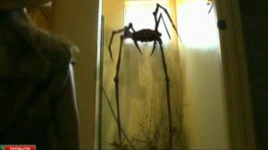 Кадры из фильма Лизл и Лорлок / Lisl and the Lorlok (2011)