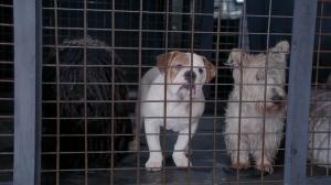 Кадры из фильма В поисках Санта Лапуса / The Search for Santa Paws (2010)
