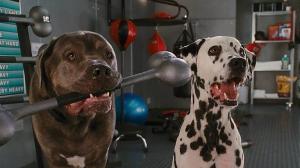 Кадры из фильма Кошки против собак: Месть Китти Галор / Cats & Dogs: The Revenge of Kitty Galore (2010)