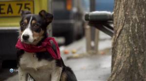 Кадры из фильма Развод по-собачьи / Un divorce de chien (2010)