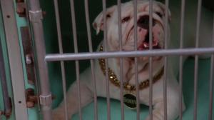 Кадры из фильма Крестный пес / The Dogfather (2010)