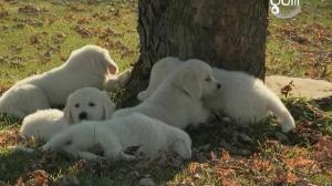 Кадры из фильма Приключения Бэйли: Потерянный щенок / Adventures of Bailey: The Lost Puppy (2010)