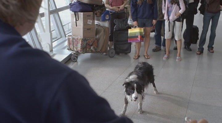Кадр из фильма Год собаки / A Dog Year (2009)
