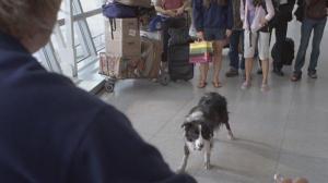 Кадры из фильма Год собаки / A Dog Year (2009)