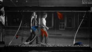 Кадры из фильма Бойцовая рыбка / Rumble Fish (1983)