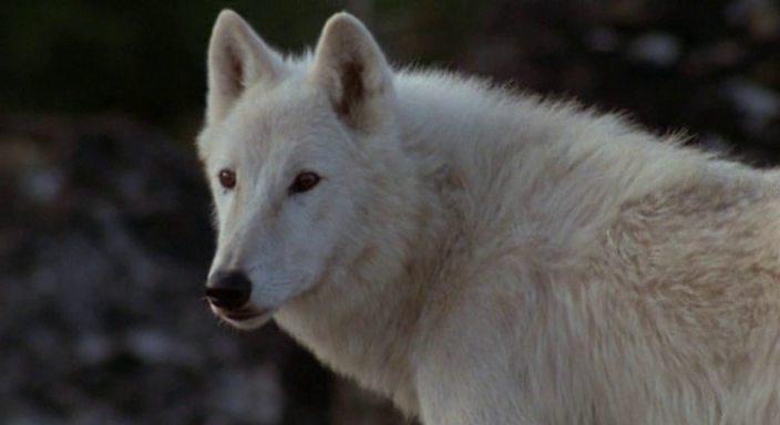 Кадр из фильма Не кричи «Волки!» / Never Cry Wolf (1983)