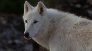 Кадры из фильма Не кричи «Волки!» / Never Cry Wolf (1983)