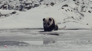 Кадры из фильма След панды / Xiong mao hui jia lu (2009)
