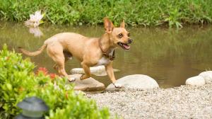 Кадры из фильма Крошка из Беверли-Хиллз / Beverly Hills Chihuahua (2009)