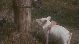 Кадры из фильма Что у Сеньки было? (1984)