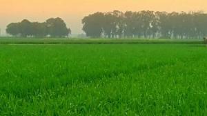 Кадры из фильма Крестьяне / Kisaan (2009)