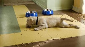 Кадры из фильма Марли и я / Marley & Me (2009)