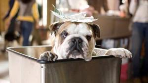 Кадры из фильма Отель для собак / Hotel for Dogs (2009)