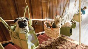Кадры из фильма Отель для собак / Hotel for Dogs (2009)