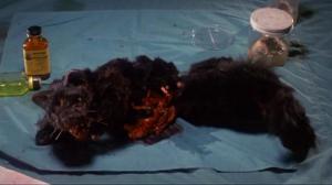 Кадры из фильма Реаниматор / Re-Animator (1985)