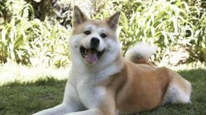 Кадры из фильма Хатико: Самый верный друг / Hachi: A Dog's Tale (2009)