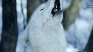 Кадры из фильма Выживая с волками / Survivre avec les loups (2007)