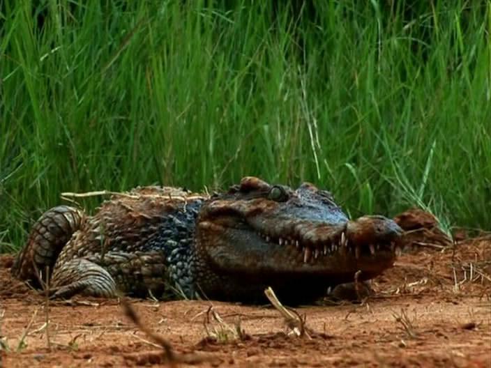 Кадр из фильма Тень в глубине / Croc (2007)
