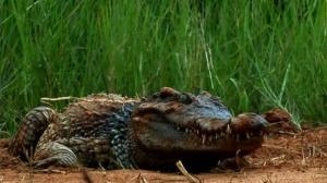 Кадры из фильма Тень в глубине / Croc (2007)