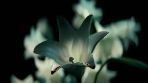 Кадры из фильма Белые лилии / Weisse Lilien (2007)