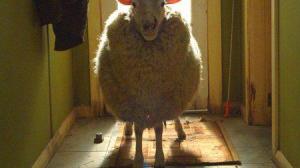 Кадры из фильма Паршивая овца / Black Sheep (2007)