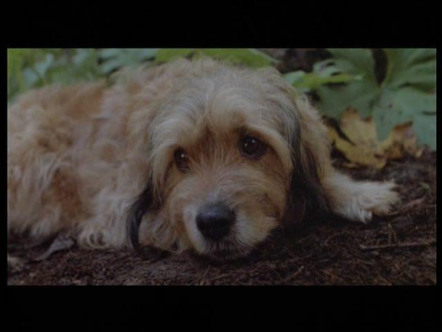 Кадр из фильма Погоня за Бенджи / Benji The Hunted (1987)
