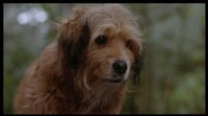 Кадры из фильма Погоня за Бенджи / Benji The Hunted (1987)