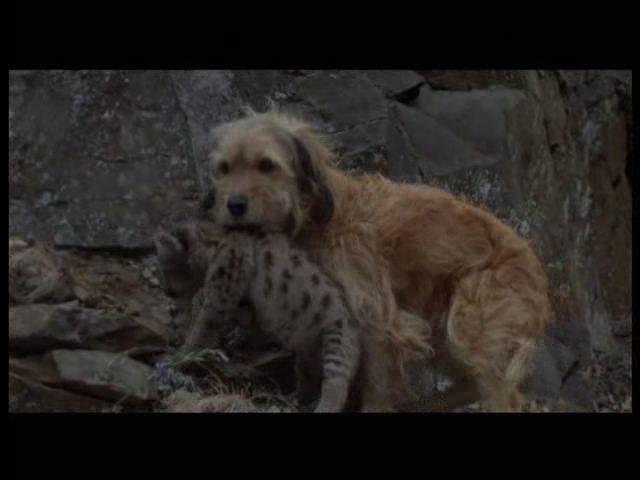 Кадр из фильма Погоня за Бенджи / Benji The Hunted (1987)